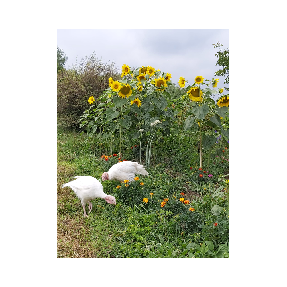 Schmankerlwanderung in Ligist vom Legat Patria Lipizzanae Styriae, Ansprache, Speisen und Ausklang