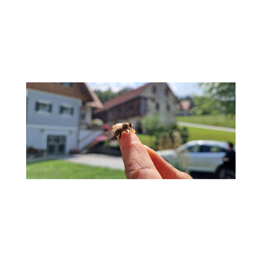 Schmankerlwanderung in Ligist vom Legat Patria Lipizzanae Styriae, Ansprache, Speisen und Ausklang