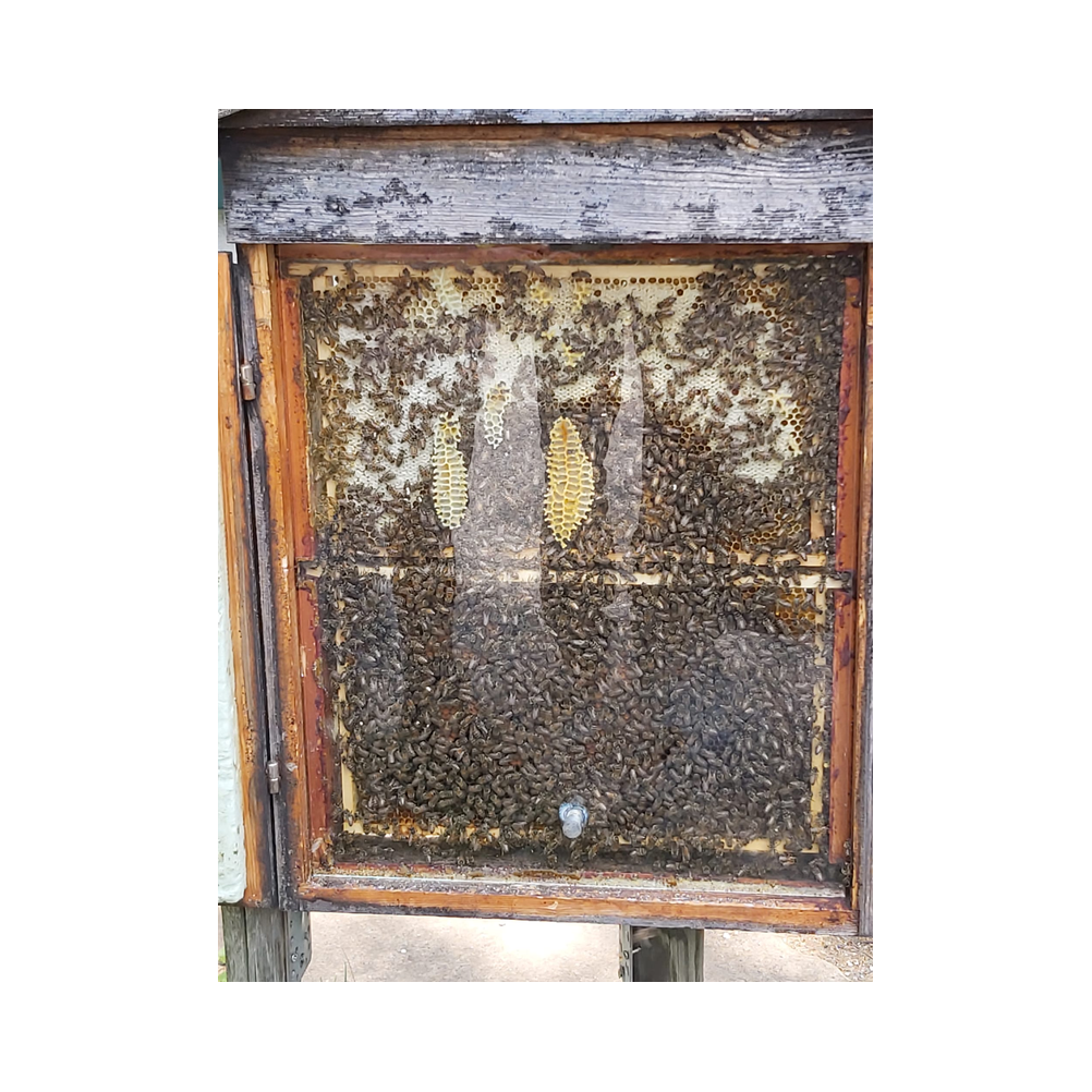 Schmankerlwanderung in Ligist vom Legat Patria Lipizzanae Styriae, Ansprache, Speisen und Ausklang