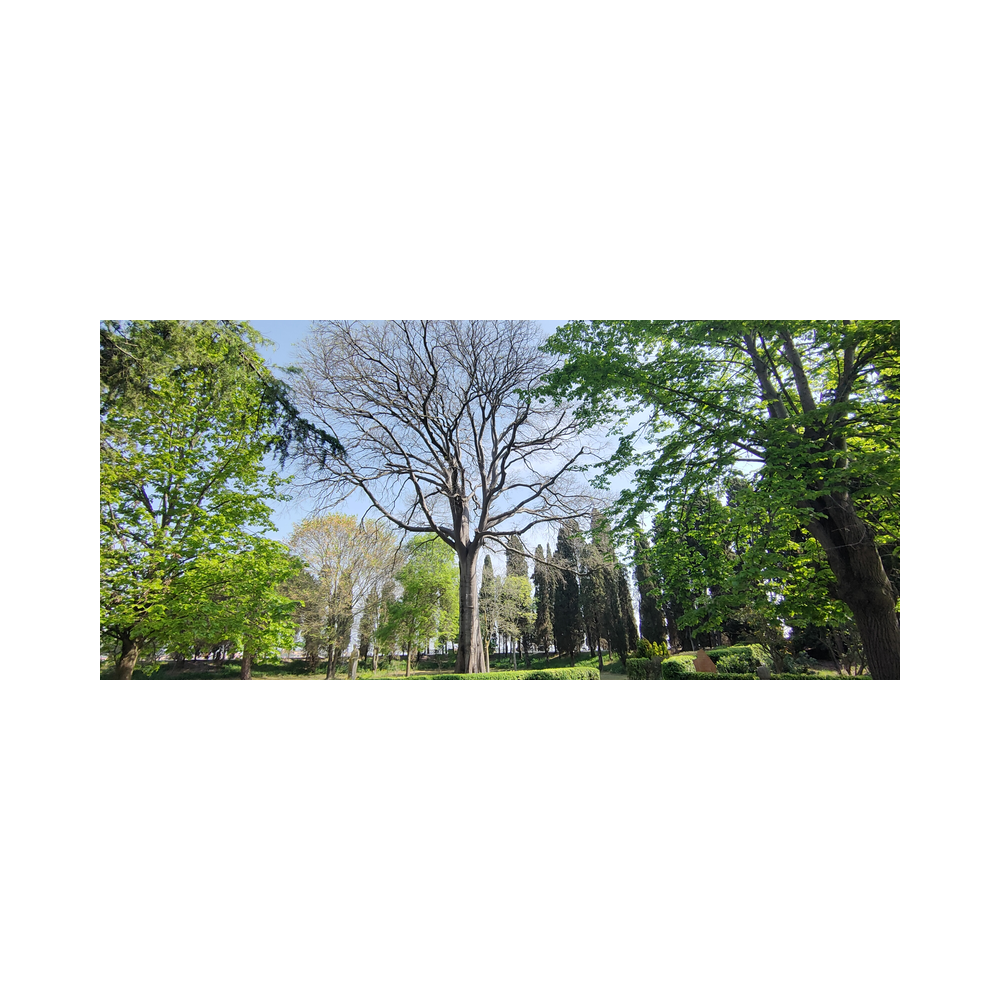 Venedigreise vom Legat Patria Lipizzanae Styriae, Bilder der Reise