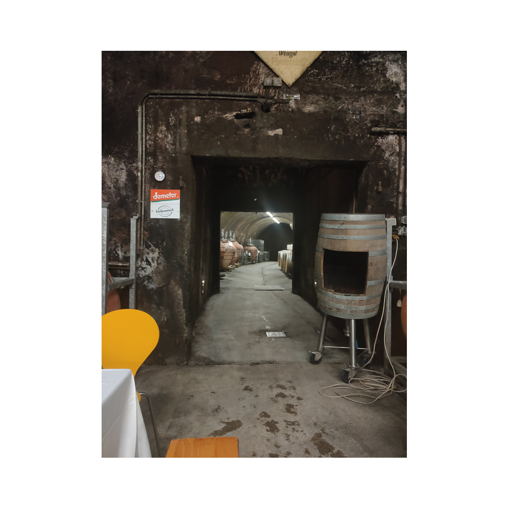 Sektverkostung in der Kellerei Harkamp. Kellerbesuch, Verkostung und Vorträge